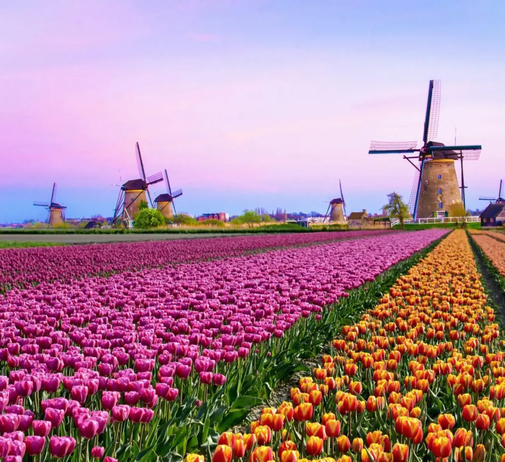 A field of tulips in Holland