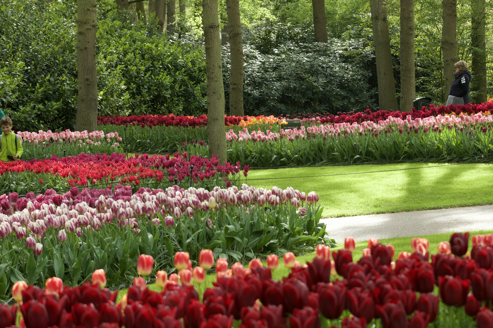 Beds of red, pink, and white tulips under trees inside Keukenhof